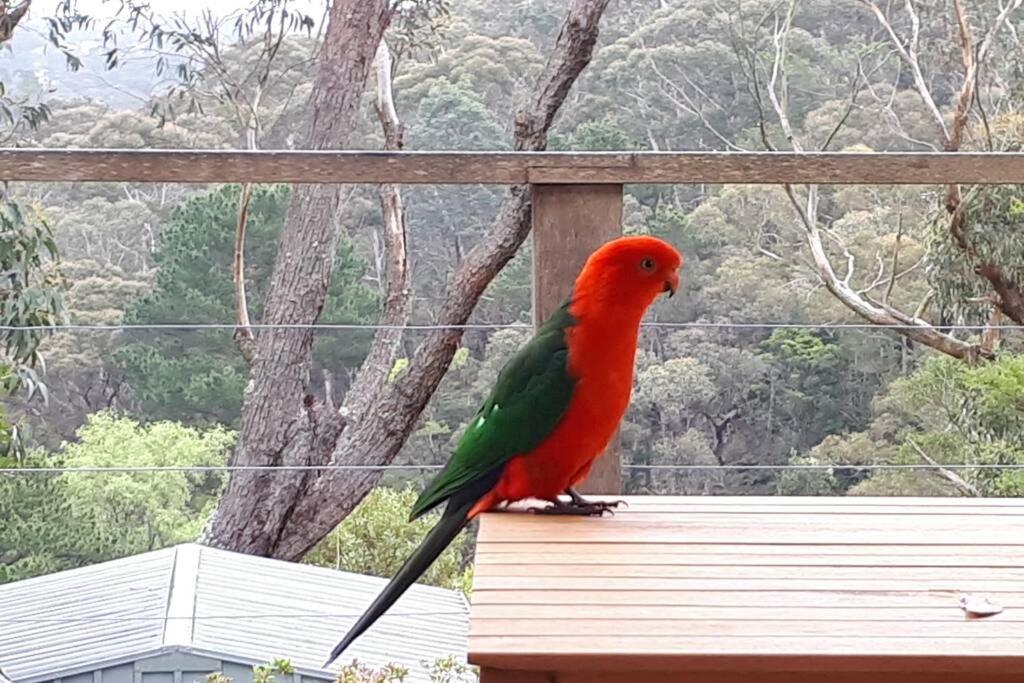 Katoomba Falls Cottage Eksteriør bilde