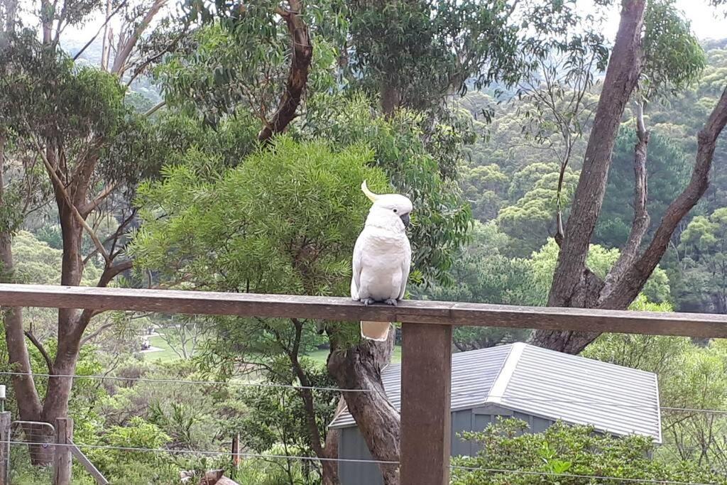 Katoomba Falls Cottage Eksteriør bilde